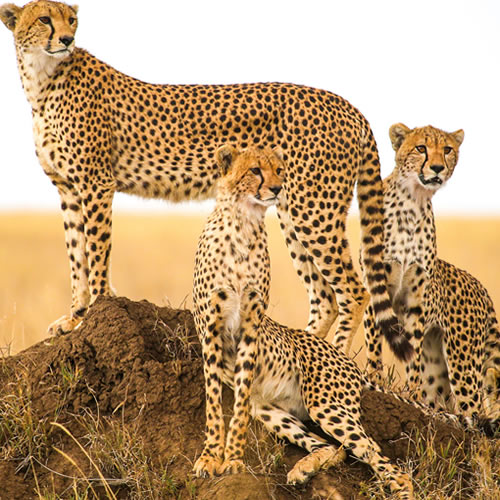 Cheetahs Masai Mara