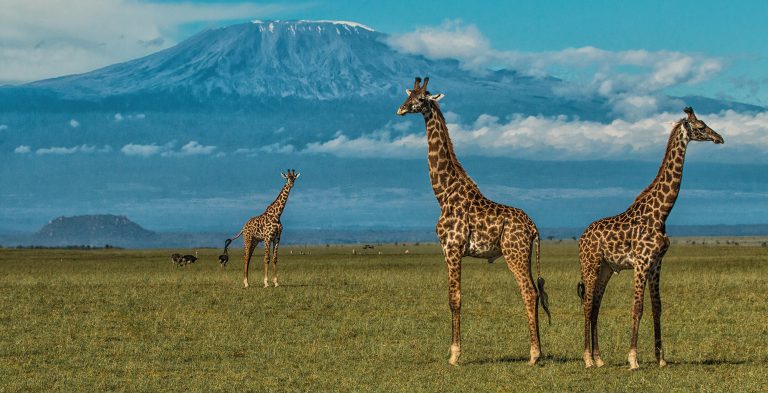 Giraffes in Amboseli National Park
