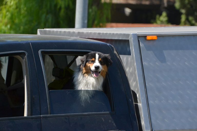A dog in a car - 4x4 self drive kenya - A Masai Mara Self Drive Safari