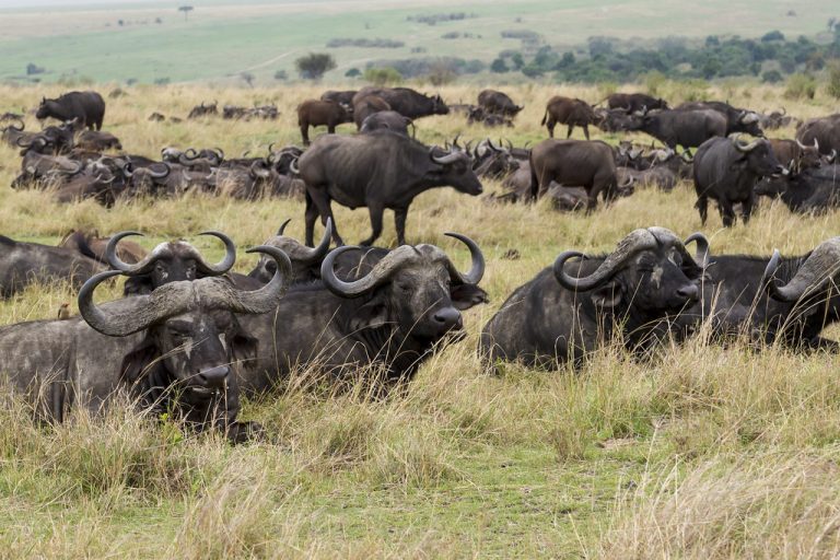 Buffalo in Masai Mar: Self-drive game drive