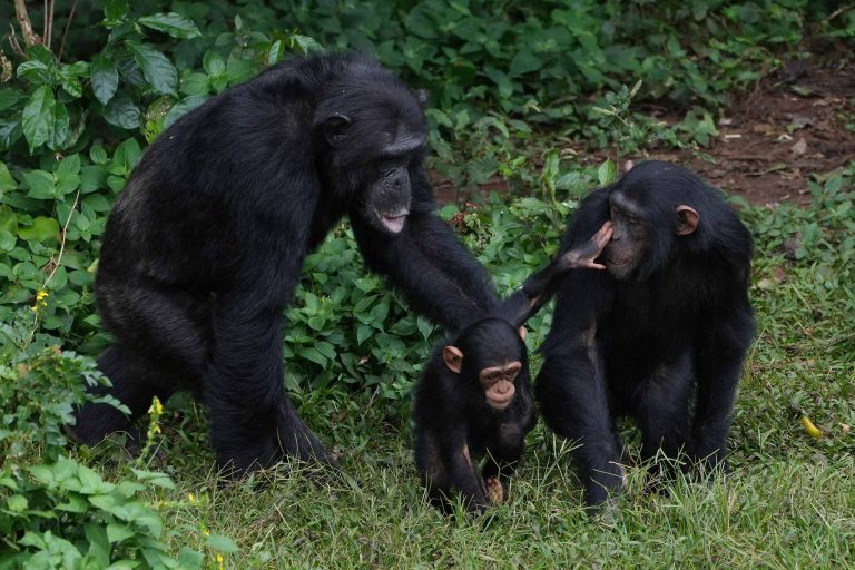 Chimpanzees at Ngamba Island - Lake Victoria Circuit