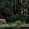 Elephant at Rubundo Island Tanzania