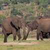 Elephants - Nairobi National Park Tour