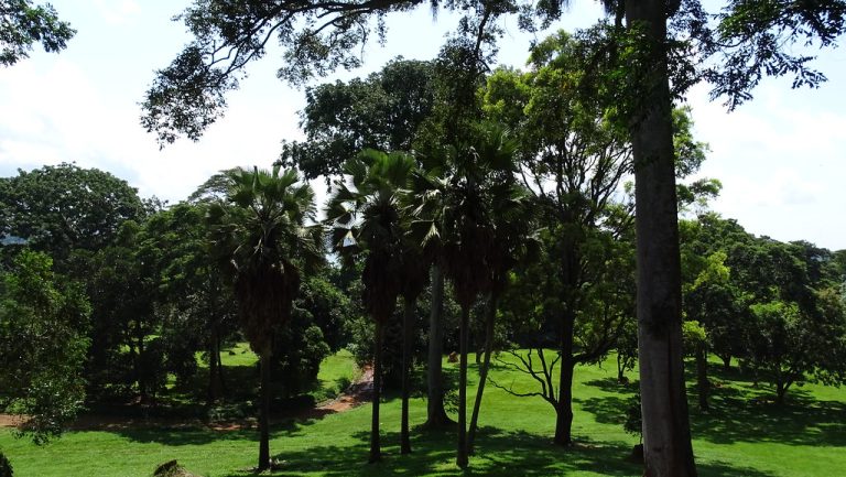 Entebbe Botanical Gardens