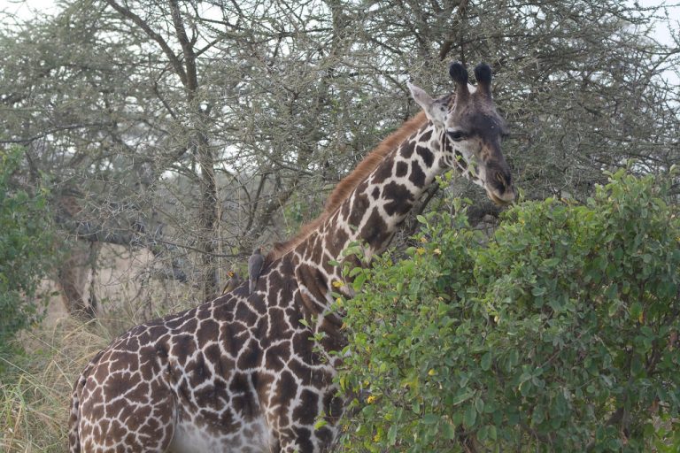 Giraffe - Tanzania Serengeti
