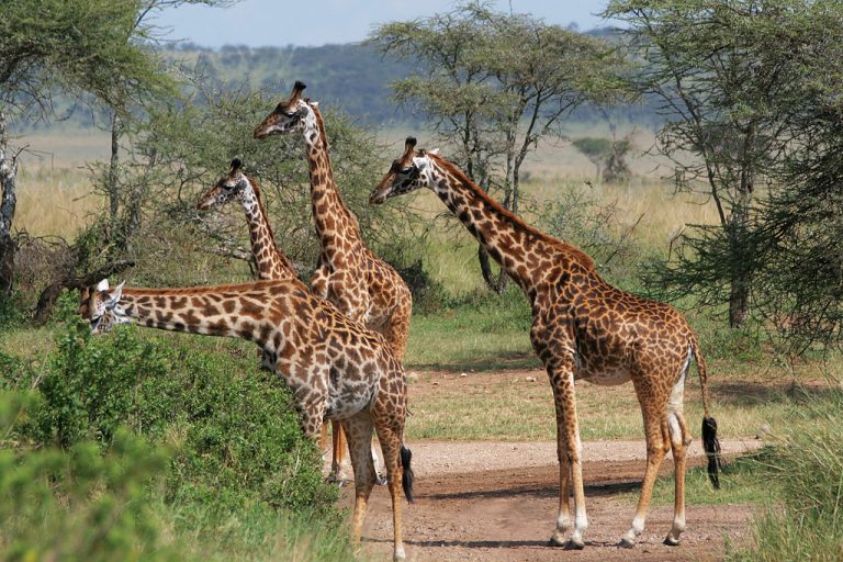 Giraffes - Serengeti National Park in Tanzania | 4x4 Kenya