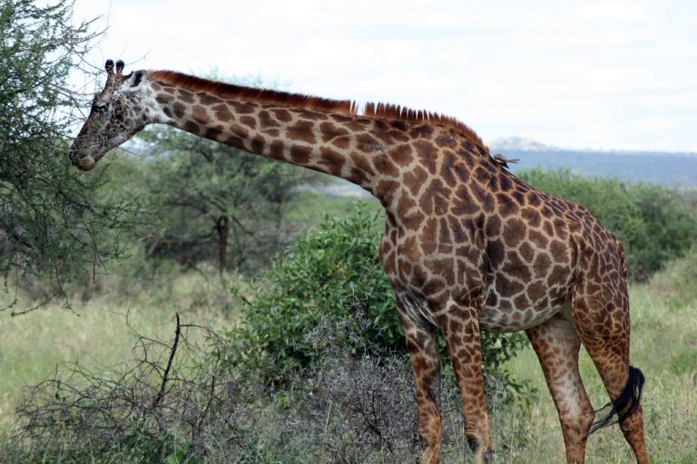 Giraffes - Serengeti National Park in Tanzania