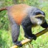 Golden Monkey Trekking Rwanda