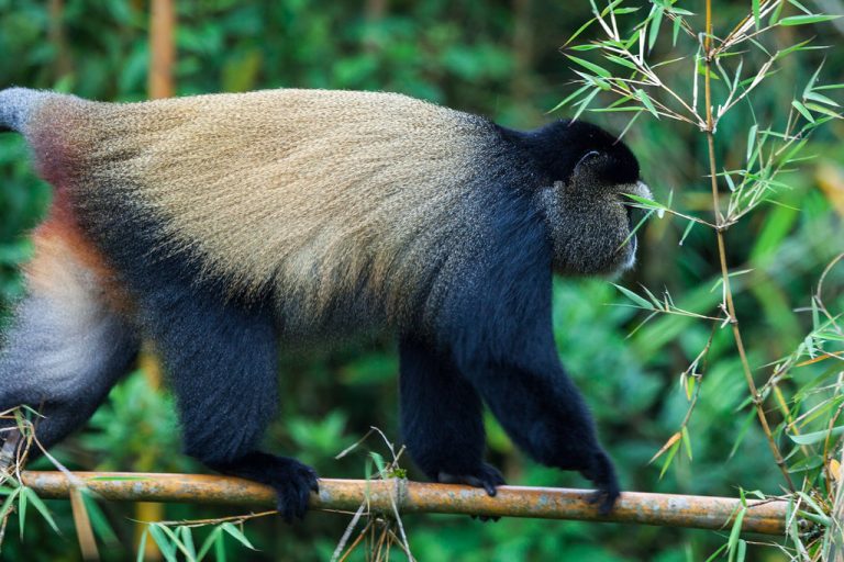 Golden Monkey Trekking - Volcanoes National Park - Rwanda