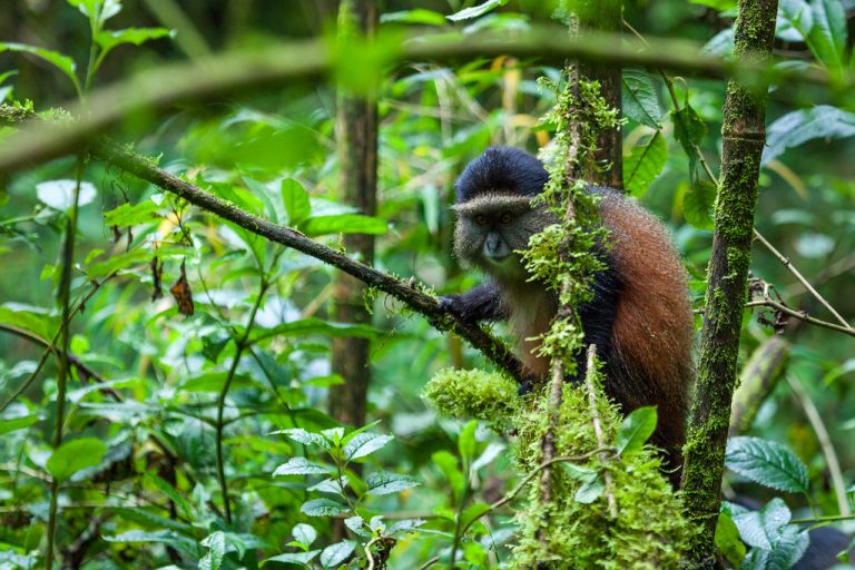 Golden mokey - Volcanoes National Park (Rwanda)