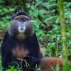 Golden monkey - Mgahinga Gorilla National Park (Uganda)