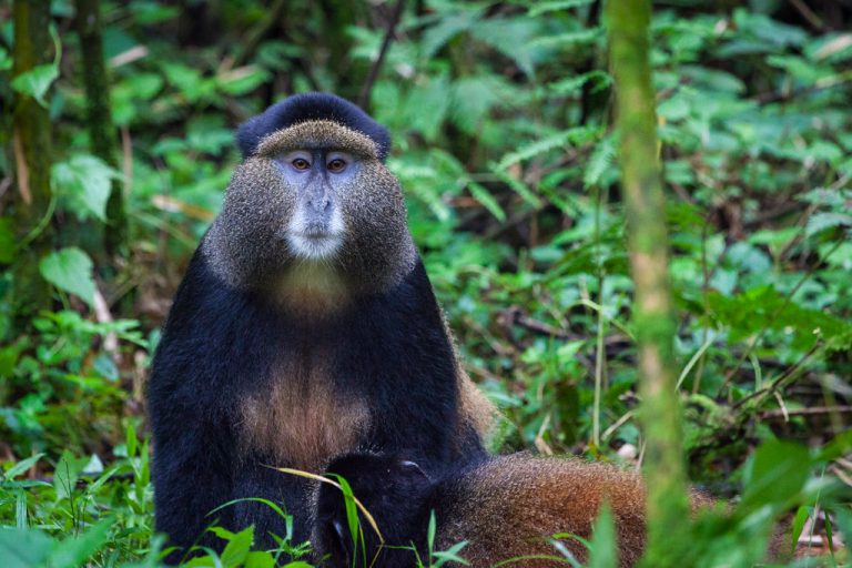 Golden monkey - Mgahinga Gorilla National Park (Uganda)