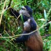 Golden monkey habitat - how to get there using a 3x3