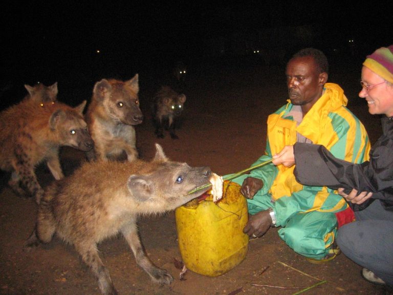 Hand-feed hyenas on a 4x4 Ethiopia self-drive