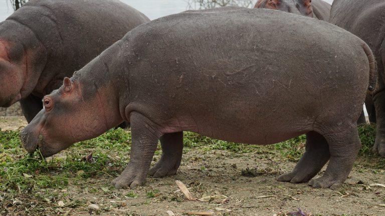 Hippos at Lake Naivasha - Kenya