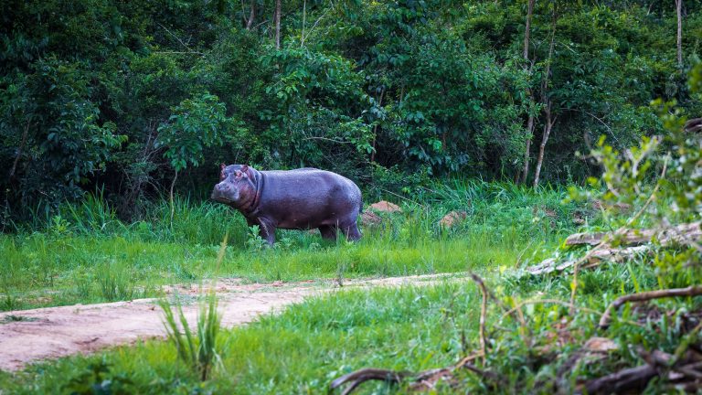 Huge hippo at Rubono Island