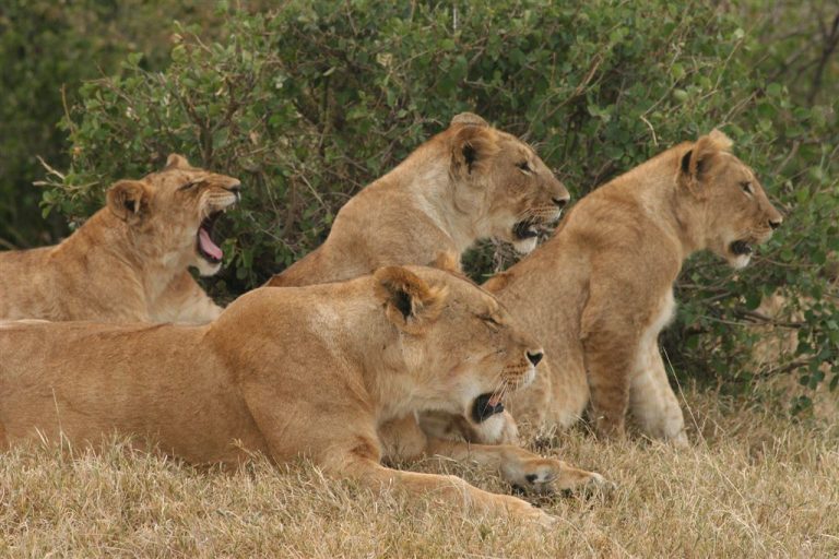 Lion pride - Masai Mara Road Trip Kenya