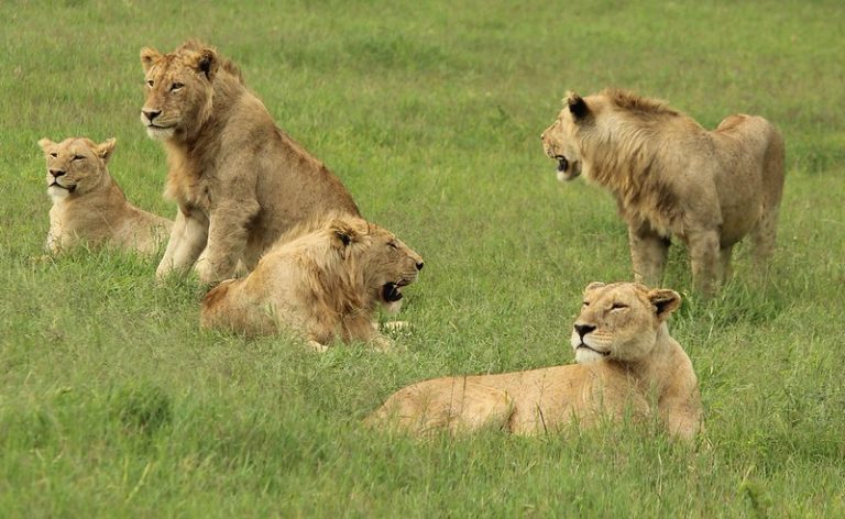 Lions in Masai Mara