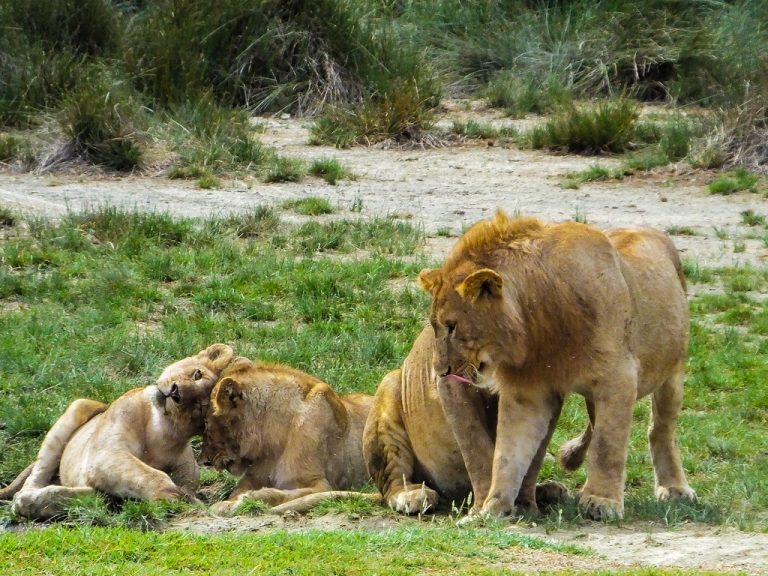 Lions in Serengeti