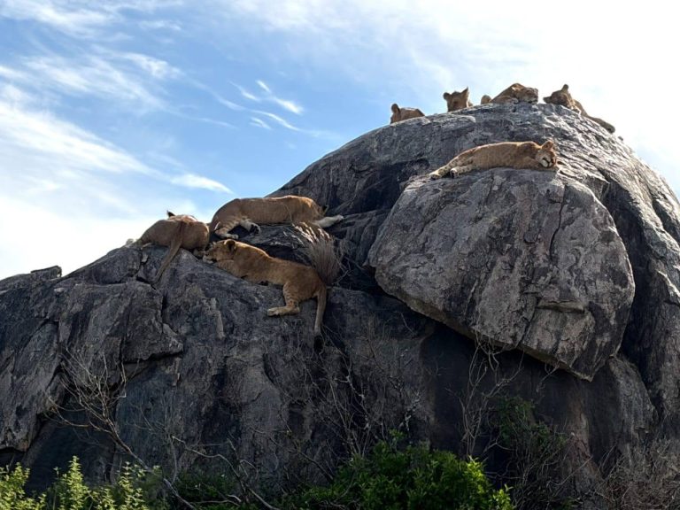 Lions on Kopjes rocks