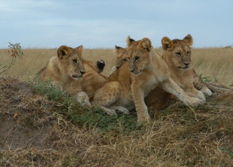 Masai Mara overland lake Victoria tour