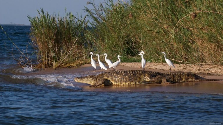 Nile Crocodile at Rubondo Island