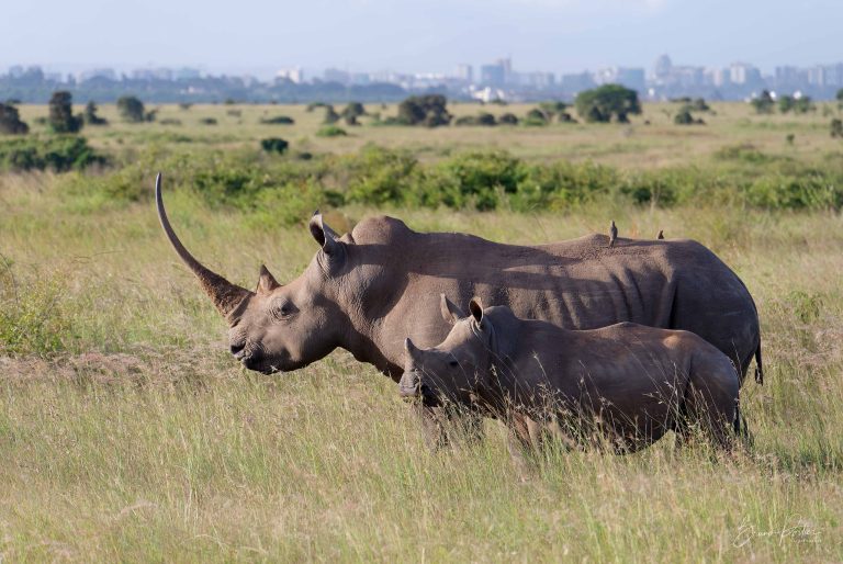 Rhinos at Nairobi National Park