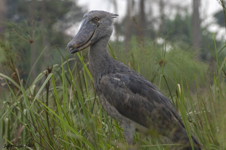 Shoebill at Mabanda sanctuary - Uganda