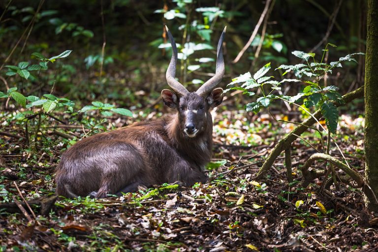 Sitatunga - Rubondo Island