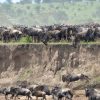 The Great Migration Serengeti
