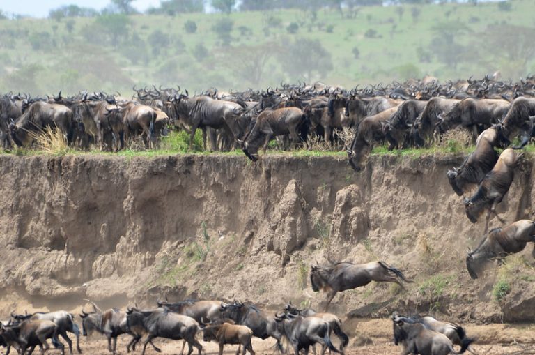 The Great Migration Serengeti