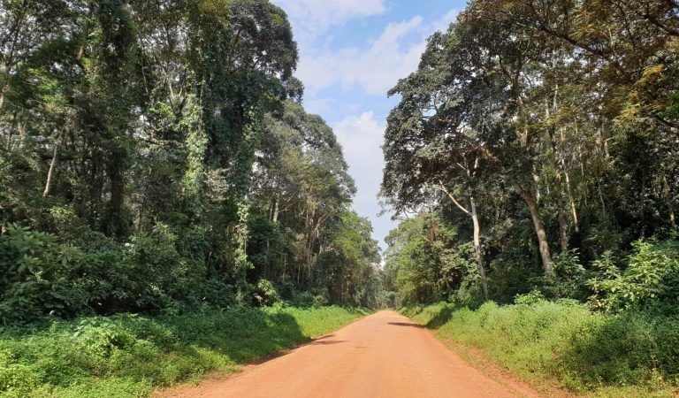 The Kakamega forest in Kenya