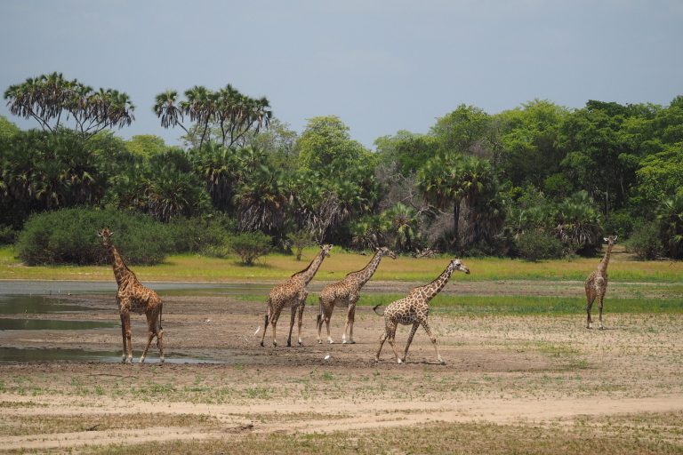 What is a giraffe- 4x4 Kenya - Serengeti