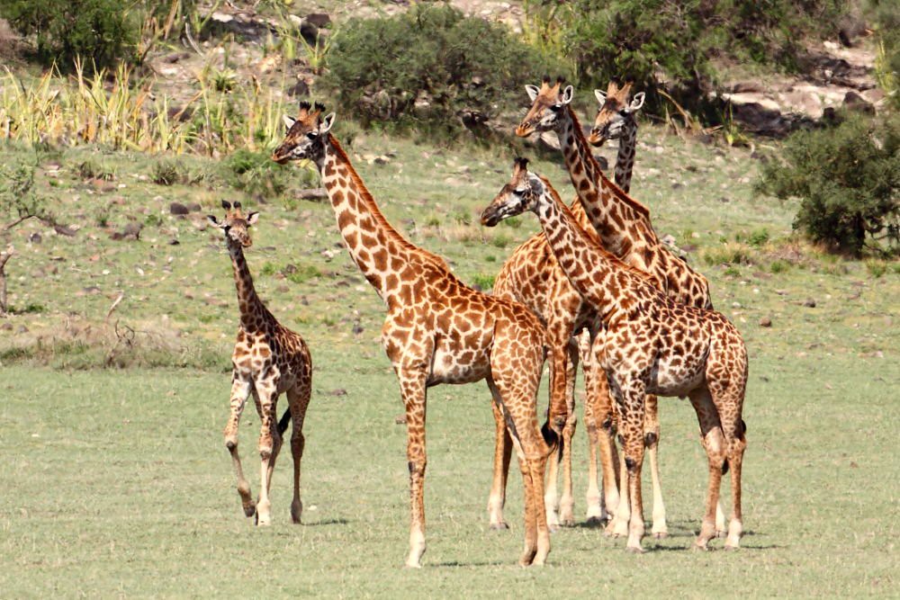 What is a giraffe- 4x4 Kenya