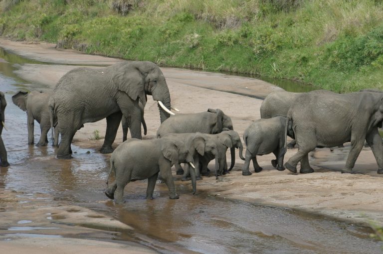 Wildlife in Masai Mara