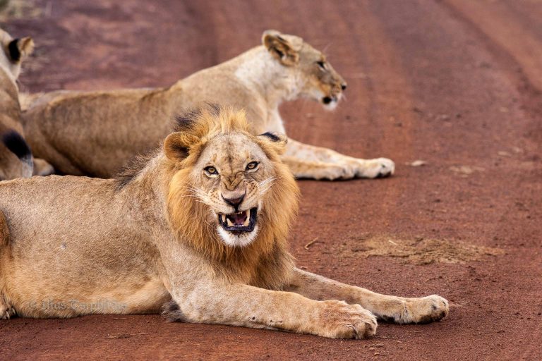 lions - nairobi national park tour