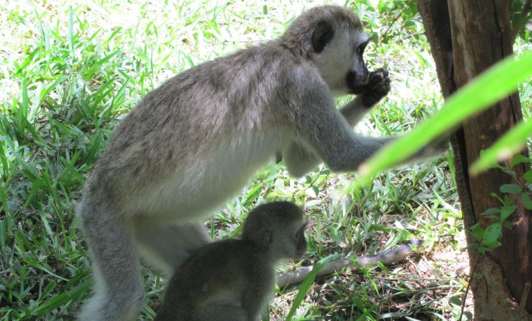 Vervet monkey in Kakamega
