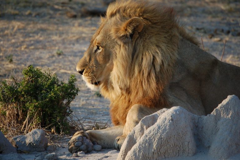 A Male Lion - Zimbabwe