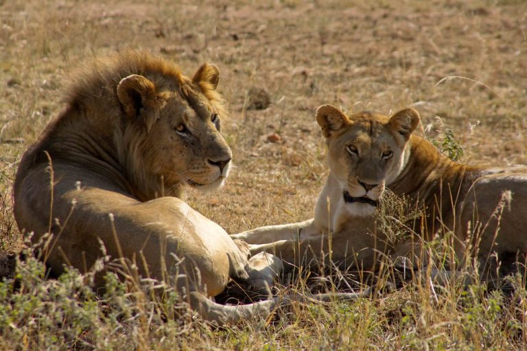 A male and female lion in Serengeti