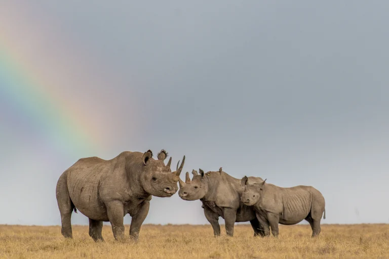 Black Rhinos at Ol Pejeta