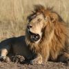 Do male lions hunt