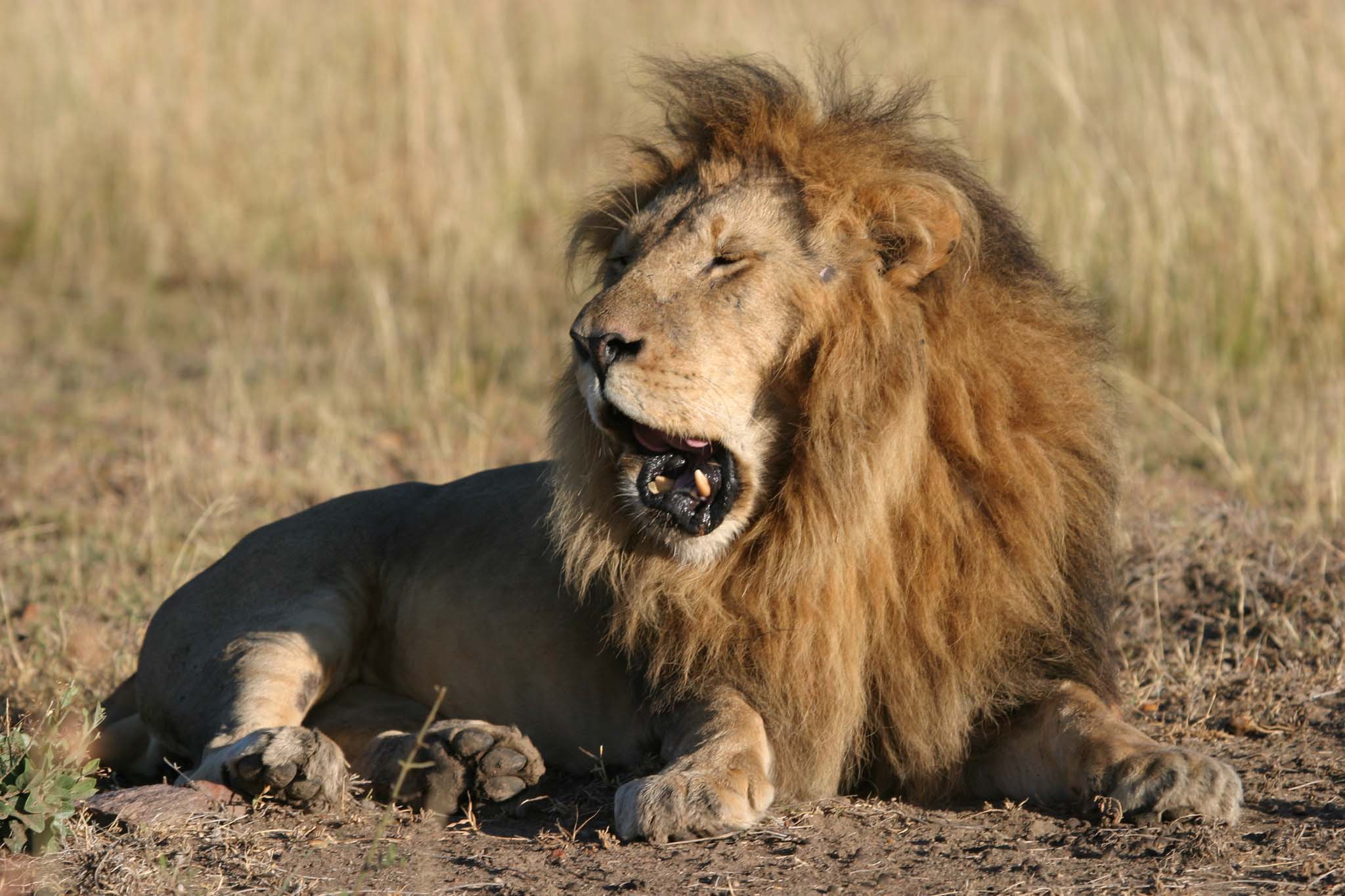 Do male lions hunt