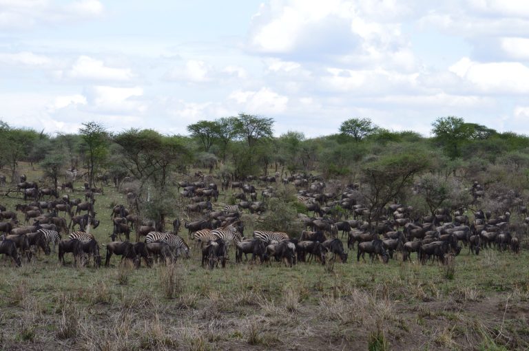 Early Migration Herds
