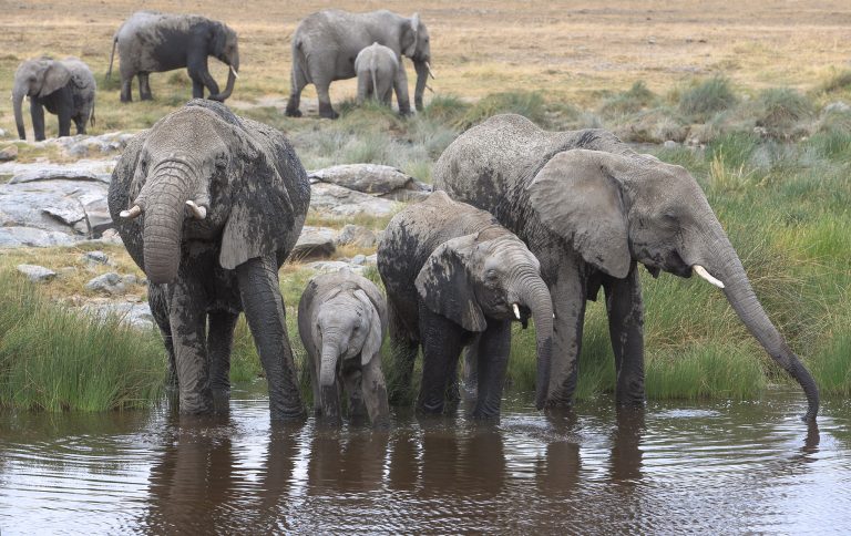 Elephants - You will see many wildlife on your self-drive