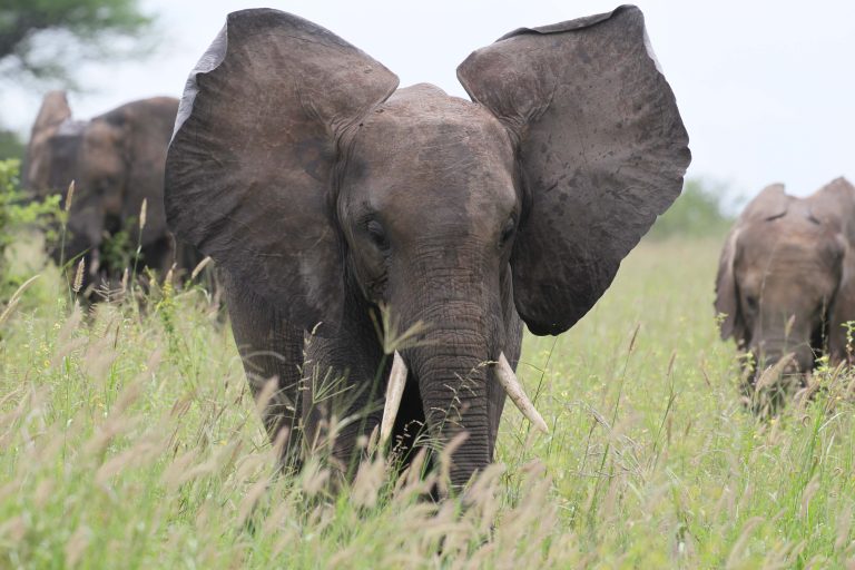 Elephants at Tsavo National Park