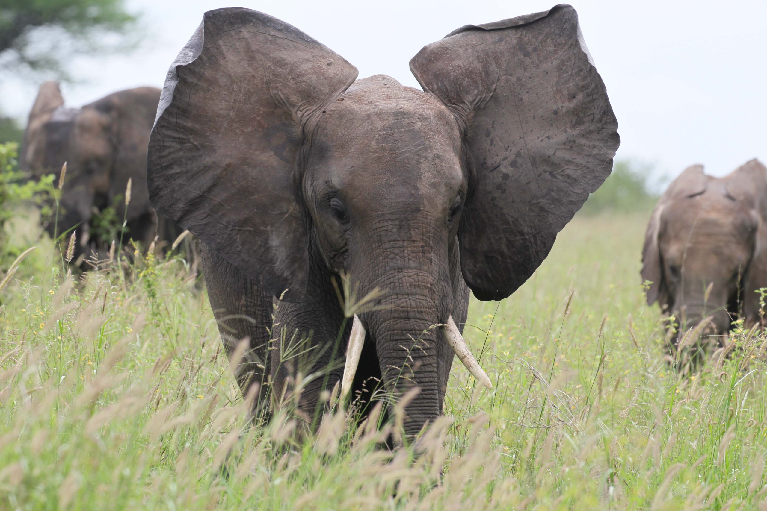 Elephants at Tsavo National Park