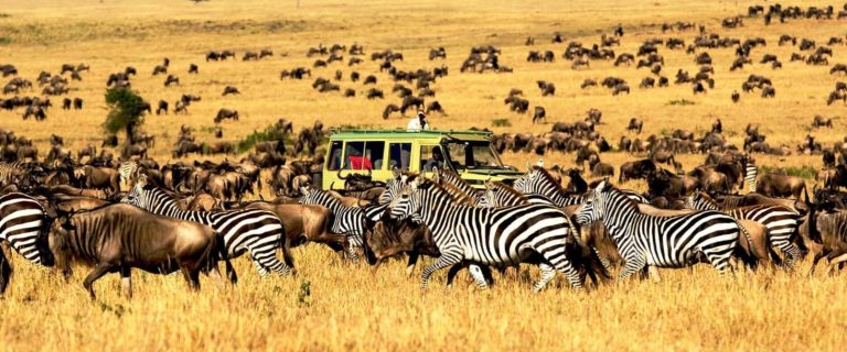 Enjoy a Serengeti self-drive safari with your family