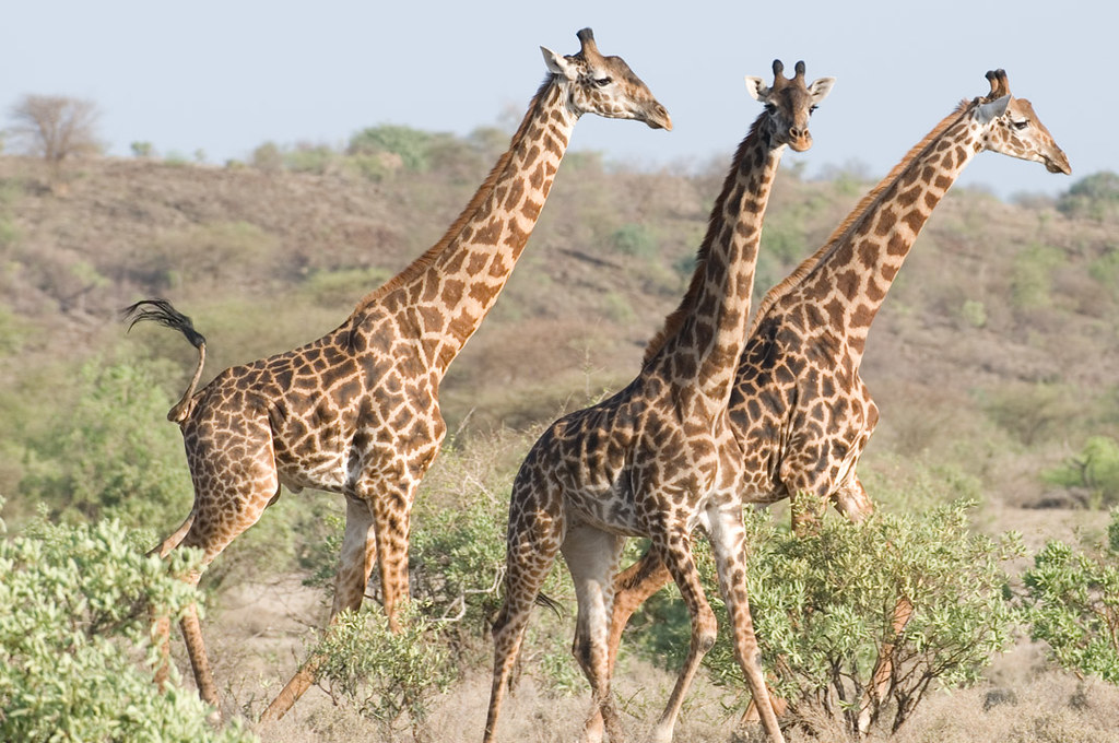 Giraffes in Naivasha National Park