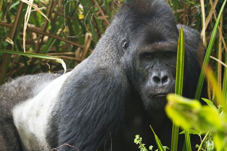 Gorilla Trekking - Nyungwe Forest