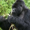 Gorilla - Volcanoes National Park